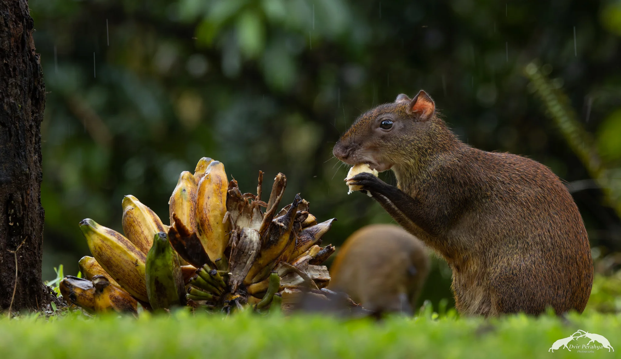 Agouti, Boca Tapada